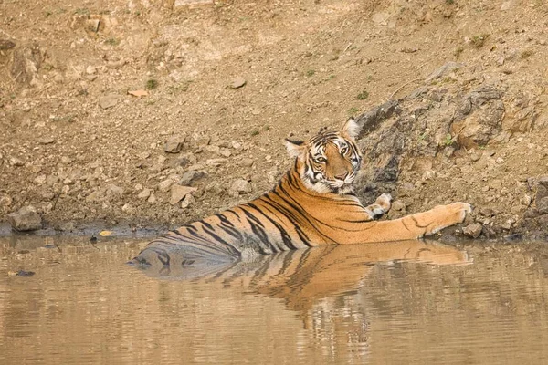 Mulher Careca Feroz Tigre Bebendo Água Corpo Água Kabini Nagarhole — Fotografia de Stock