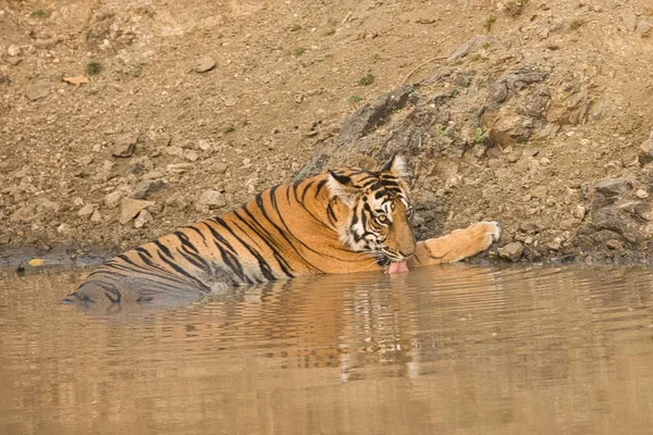 Женщина Смелая Бесстрашная Тигр Питьевая Вода Водоеме Кабини Национальный Парк — стоковое фото
