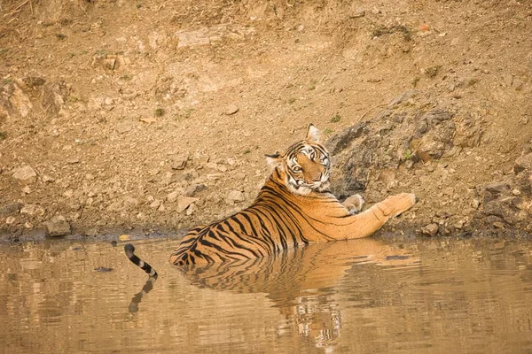 Женщина Смелая Бесстрашная Тигр Питьевая Вода Водоеме Кабини Национальный Парк — стоковое фото
