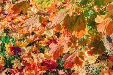 Sığ odaklı akçaağaç yaprakları. Mesaj atmak için boş yer, tatil için gerekçe. Sonbahar ve Sonbahar Sezonu Konsepti