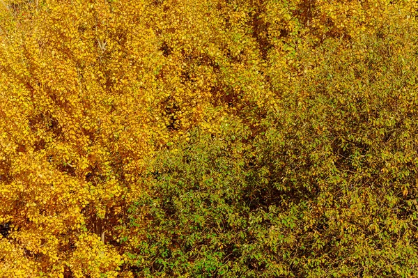Fundo Grande Número Folhas Outono Amarelo Verde — Fotografia de Stock