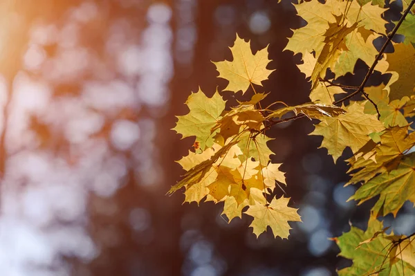 Herfst Bladeren Van Esdoorn Boom Wazig Natuur Achtergrond Ondiepe Focus — Stockfoto