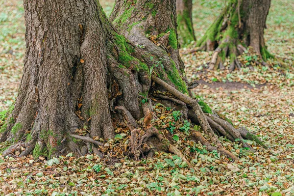 秋天老树的大根 自然背景 美丽的连根拔起 覆盖着苔藓和五彩斑斓的落叶 秋天森林里的树根 — 图库照片