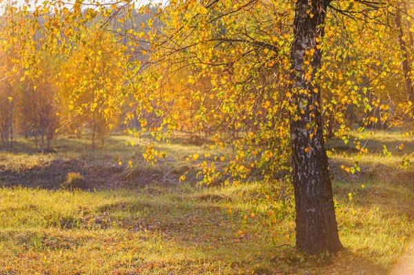 Floresta Bétula Dourada Vista Panorâmica Verde Laranja Amarelo Folhas Vermelhas — Fotografia de Stock