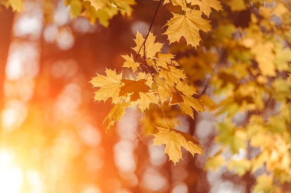 Herfst Bladeren Van Esdoorn Boom Wazig Natuur Achtergrond Ondiepe Focus — Stockfoto