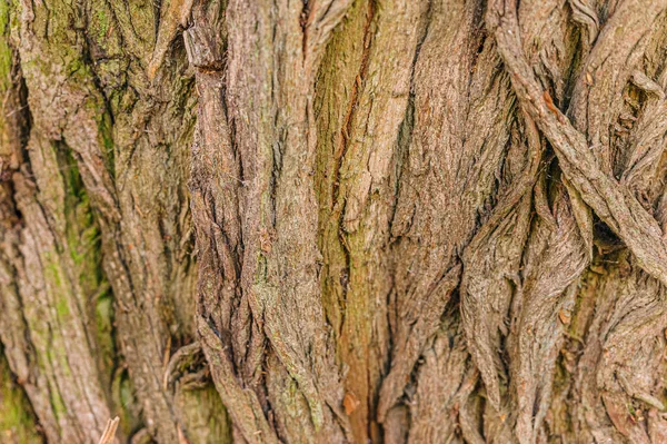 古い木の樹皮の質感の背景 大きなオークだ — ストック写真