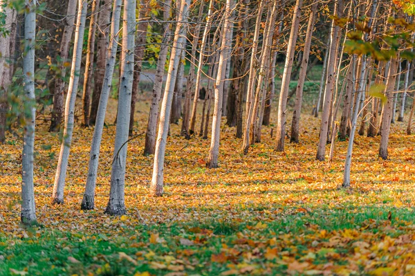 Bunte Baumstämme Aus Nächster Nähe Idyllische Märchenhafte Herbstlandschaft Der Baum — Stockfoto