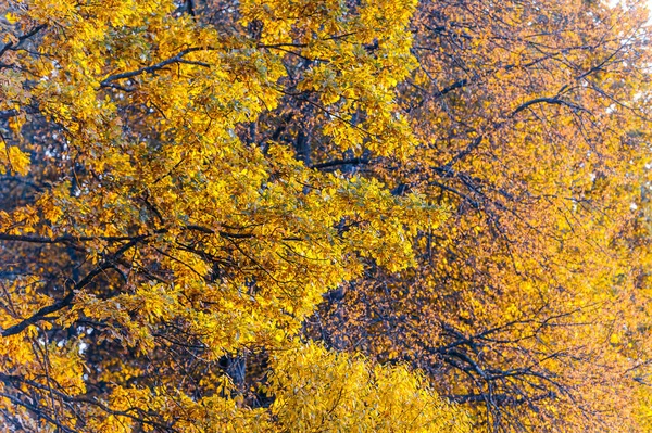 秋天大量黄叶的背景 — 图库照片