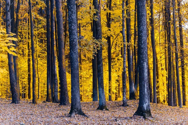 Färgglada Trädstammar Närbild Idylliskt Älvlandskap Gula Blad Mystiskt Ljus Bakgrunden — Stockfoto