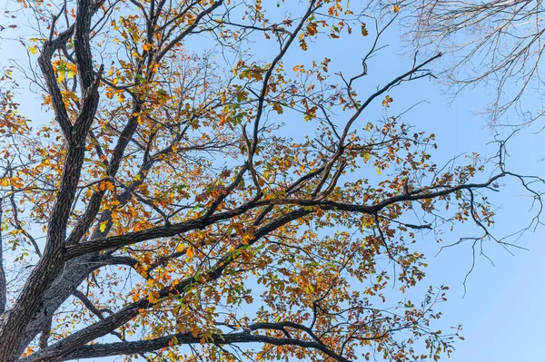 Eikenboom Met Sinaasappelbladeren Bodemzicht Boomkroon Concept Van Herfst Herfst Achtergrond — Stockfoto