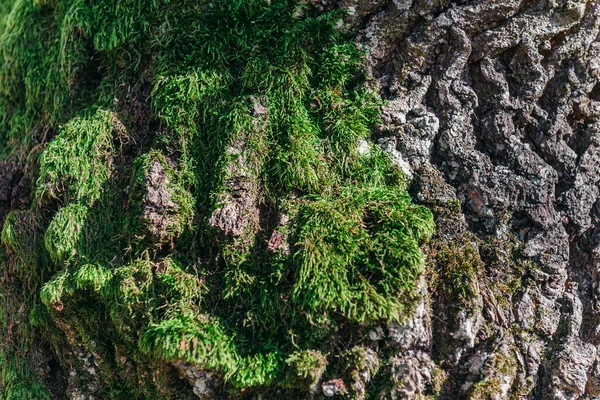 Detailní Záběr Mechem Ozářený Kmen Stromu Kůra Starého Stromu Zblízka — Stock fotografie