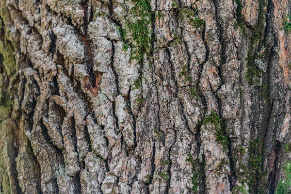 苔むした木の幹の質感のクローズアップショット 緑の苔で古い木の樹皮を閉じます 自然抽象的背景 — ストック写真