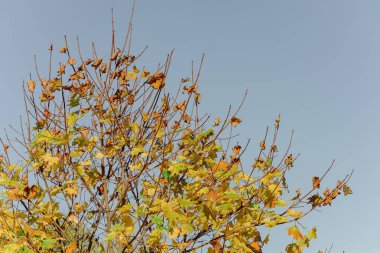 Sarı akçaağaç ve kuru yapraklar sonbahar ağacında mavi gökyüzüne karşı. Doğada Kızılderili yazı. Sonbahar manzarası.