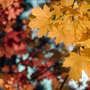 Bulanık doğa arka planında sonbahar yaprakları. Sığ odaklanma. Düştü..