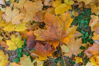 Parktaki yeşil çimlerin üzerinde renkli sonbahar akçaağaç yaprakları. Sonbahar arkaplanı.