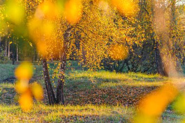 Altın huş ağacı ormanı. Panoramik manzara. Yeşil, turuncu, sarı, kırmızı yapraklar, yakın plan. Saf doğa, çevresel koruma, ekoloji. Ağaç gövdeleri, doğal sonbahar yaprağı dokusu, desen, arkaplan