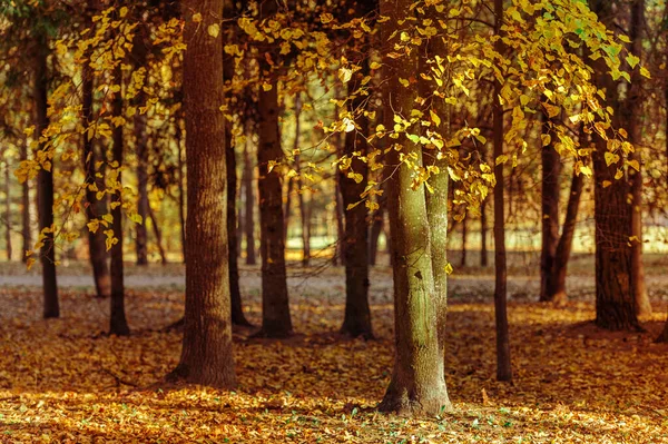 Herbst Waldblätter Fallen Bodenlandschaft Auf Herbstlichem Hintergrund — Stockfoto