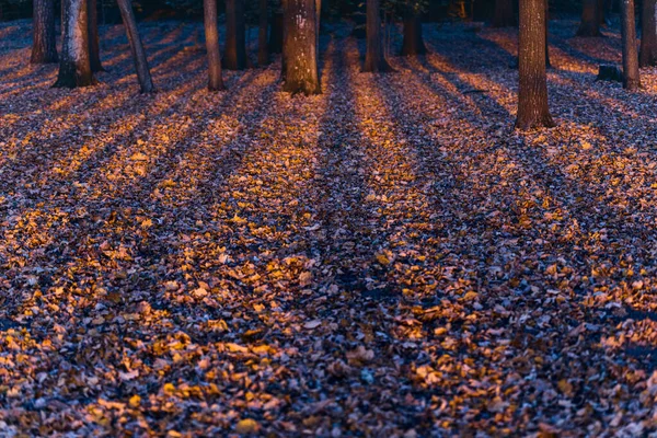 Schönes Sonnenuntergangslicht Wald Trockene Gefällte Blätter Auf Fußwegen Gras Und — Stockfoto