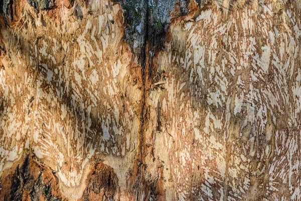 Tronco Árvore Com Marcas Dentes Castor Dia Ensolarado Textura Fundo — Fotografia de Stock