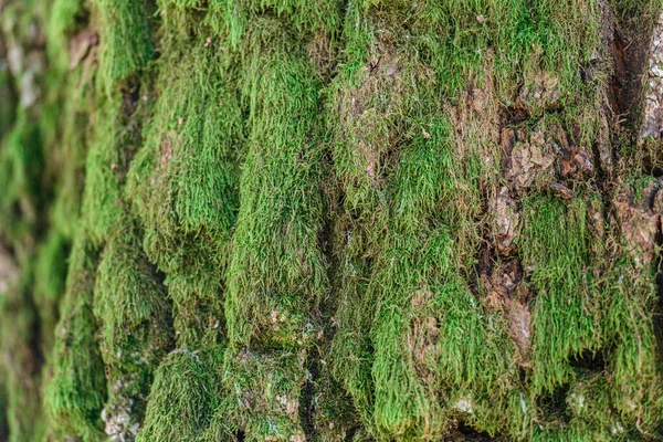 Primo Piano Una Texture Tronco Albero Muschiato Corteccia Vecchio Albero — Foto Stock