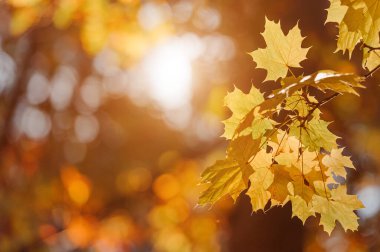 Bulanık doğa arka planında sonbahar yaprakları. Sığ odaklanma. Sonbahar güneşi batıyor..
