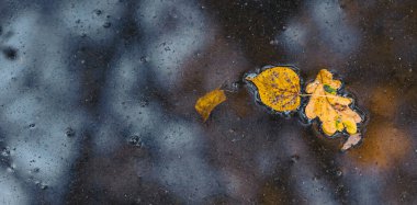 Göl suyundaki renkli yapraklar, yüzen sonbahar yaprakları. Sonbahar duvar kağıdı arka plan kavramı, su yüzeyine düşen yapraklar. Suda güzel bir yansıma. Metin için boşluk.