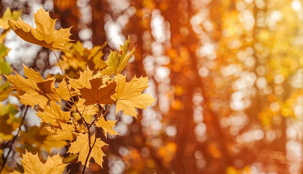 Herfst Bladeren Van Esdoorn Boom Wazig Natuur Achtergrond Ondiepe Focus — Stockfoto