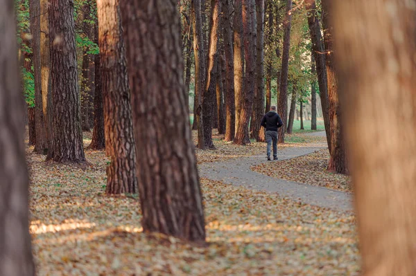 Junger Mann Der Herbst Kiefernpark Spazieren Geht Alleinreisender Der Wald — Stockfoto