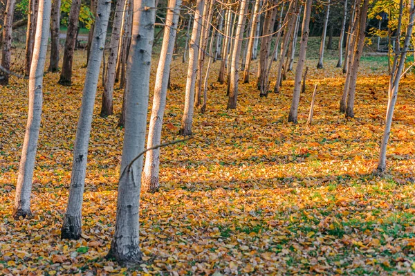 Bunte Baumstämme Aus Nächster Nähe Idyllische Märchenhafte Herbstlandschaft Der Baum — Stockfoto