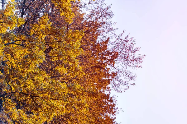 Heldere Gele Herfstbladeren Een Achtergrond Van Blauwe Lucht Bij Mooi — Stockfoto