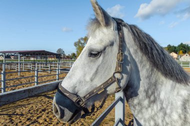 Beyaz at ahıra bağlı. Beyaz at ahıra bağlı. At açık havada..