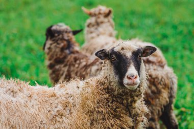 Siyah saçlı ve kirli saçlı bir koyun kameraya bakar. Dağlarda bir çayır. Arka planda yeşil otlar ve diğer koyunlar var. Hayvancılık kavramı.