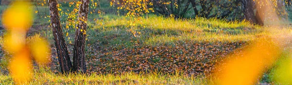 Herbst Hintergrund Mit Orangen Gelben Blättern Und Goldenen Sonnenlichtern Natürliches — Stockfoto