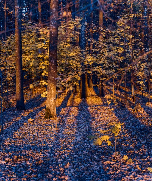 Bunte Baumstämme Aus Nächster Nähe Idyllische Märchenhafte Herbstlandschaft Gelbe Blätter — Stockfoto