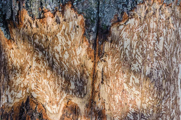 Tronco Árbol Con Marcas Dientes Castor Día Soleado Textura Decorativa —  Fotos de Stock