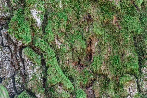 苔むした木の幹の質感のクローズアップショット 緑の苔で古い木の樹皮を閉じます 自然抽象的背景 — ストック写真