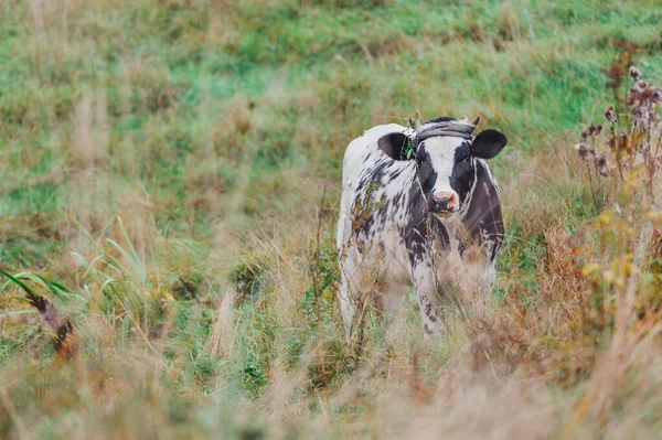 Vache Noire Blanche Sur Terrain Druya Biélorussie — Photo