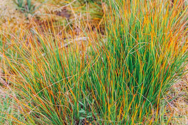 Natural Golden Autumn Dry Grass Meadow Yellow Orange Vibrant Grassland — Stock Photo, Image