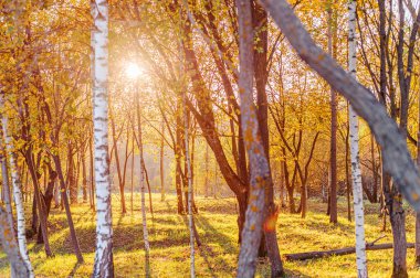 Sonbahar ormanında gün batımı. Güneşin altındaki ağaçların siluetleri