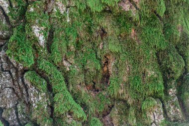 Meşe kabuğu sonbahar yosunlu pürüzlü dokusu