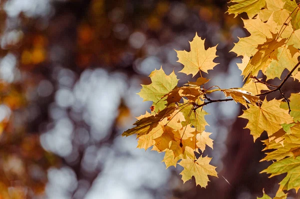 Herfst bladeren van esdoorn boom op de zon. Val wazig achtergrond. — Stockfoto