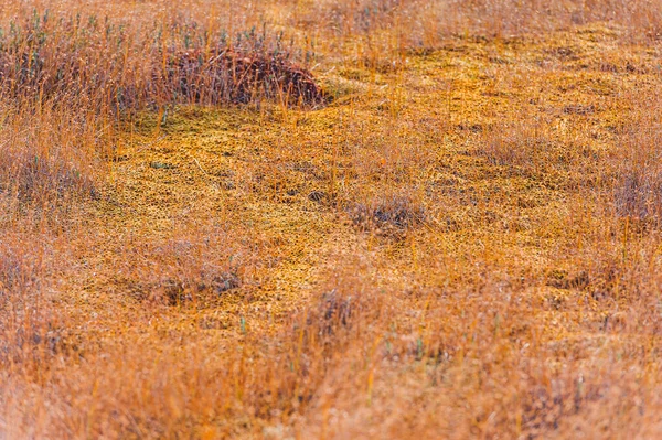 Paisagem de outono no pântano. Vista maravilhosa do pântano Elnya Belarus — Fotografia de Stock