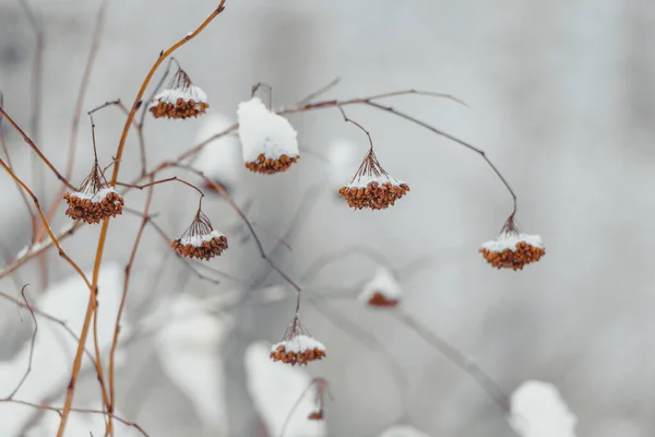 Winter bush branches under a snow blanket on a blurred background of white snow. — Stock Photo, Image