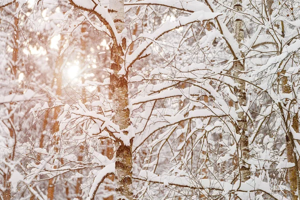 Κλαδιά από ένα σημύδα κάτω από ένα παχύ στρώμα του χιονιού, γκρο πλαν. — Φωτογραφία Αρχείου