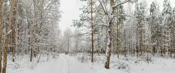 Weiße Spur im Wald, wo viel Schnee auf die Bäume gefallen ist — Stockfoto