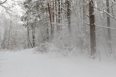 Çam dallarından kar yağıyor. Dondurucu kış günü