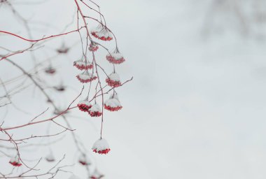 Kar yağdıktan sonra ağaçların ve çalıların kırmızı dallarında kar yağar..