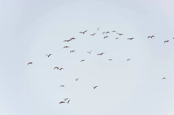 De nombreux oiseaux migrateurs mouettes volent dans le ciel couchant. — Photo