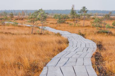 Yelnya Ulusal Arazi Koruma Alanı bir bataklık üzerinde, Belarus