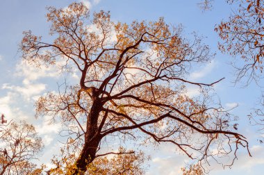 Sonbahar yaprakları ve dallar parkta, sonbahar doğal arka plan